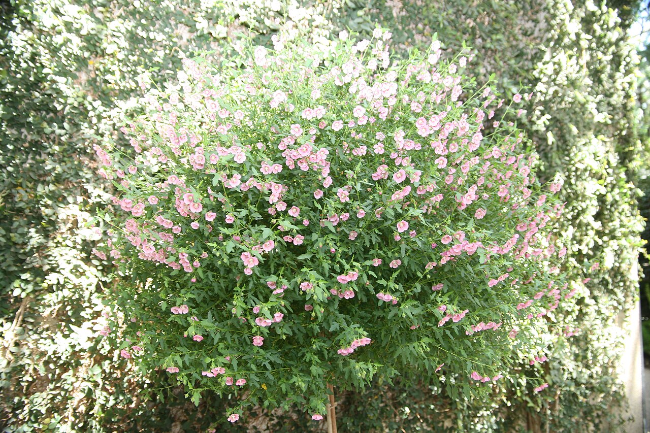 Anisodontea × hypomadara: Location taken: Longwood Gardens, Kennett Square, Pennsylvania.. Names: Anisodontea x hypomandarum , Anisodontea, Cape Mallo Classification: Plantae > Tracheoph