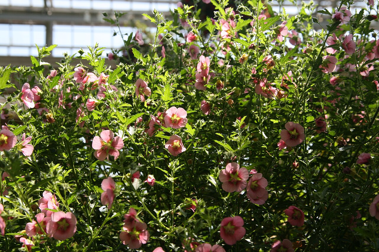 Anisodontea × hypomadara: Location taken: Longwood Gardens, Kennett Square, Pennsylvania.. Names: Anisodontea x hypomandarum , Anisodontea, Cape Mallo Classification: Plantae > Tracheoph