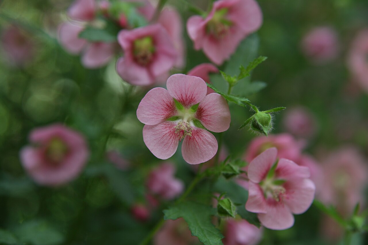 Anisodontea × hypomadara: Location taken: Longwood Gardens, Kennett Square, Pennsylvania.. Names: Anisodontea x hypomandarum , Anisodontea, Cape Mallo Classification: Plantae > Tracheoph