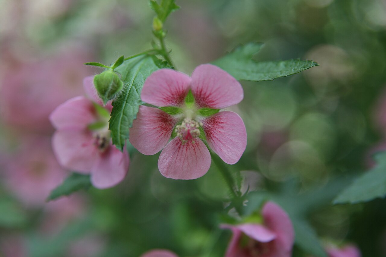 Anisodontea × hypomadara: Location taken: Longwood Gardens, Kennett Square, Pennsylvania.. Names: Anisodontea x hypomandarum , Anisodontea, Cape Mallo Classification: Plantae > Tracheoph