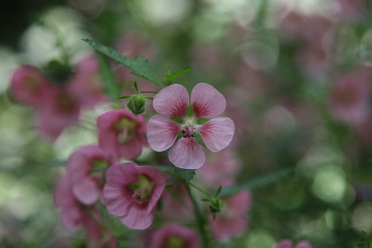 Anisodontea × hypomadara: Location taken: Longwood Gardens, Kennett Square, Pennsylvania.. Names: Anisodontea x hypomandarum , Anisodontea, Cape Mallo Classification: Plantae > Tracheoph