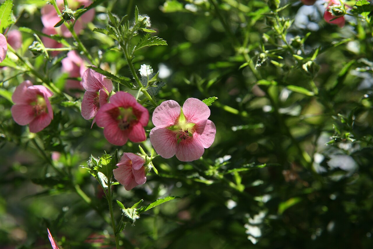 Anisodontea × hypomadara: Location taken: Longwood Gardens, Kennett Square, Pennsylvania.. Names: Anisodontea x hypomandarum , Anisodontea, Cape Mallo Classification: Plantae > Tracheoph