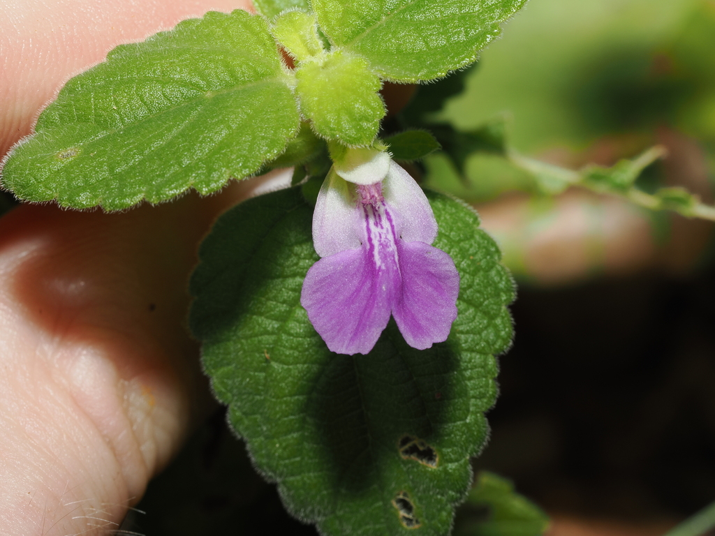 Anisomeles grandibractea (Anisomeles grandibractea)