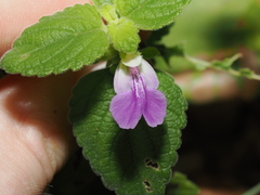 Anisomeles grandibractea (Anisomeles grandibractea)