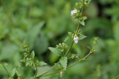 Anisomeles heyneana (Anisomeles heyneana)