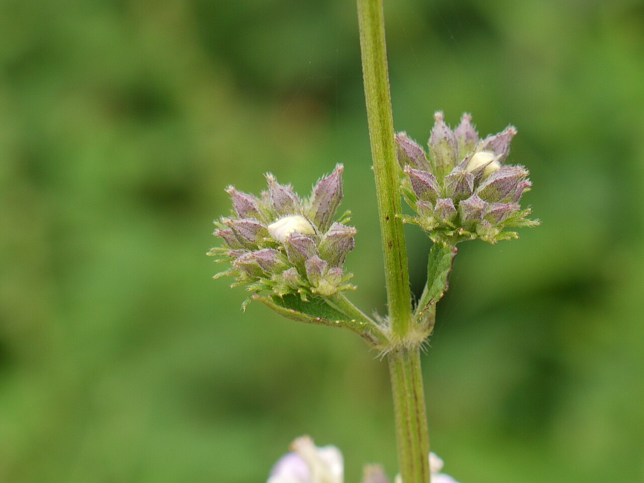 Anisomeles heyneana: Lamiaceae (mint family) » Anisomeles heyneana commonly known as : western hill catmint • Hindi : चंदर chandar • Marathi : चंदर chandar, गोपाळी gopali • Sanskrit