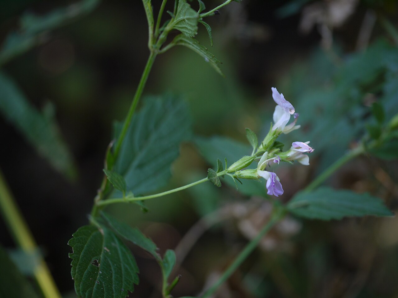 Anisomeles heyneana: Lamiaceae (mint family) » Anisomeles heyneana commonly known as : western hill catmint • Hindi : चंदर chandar • Marathi : चंदर chandar, गोपाळी gopali • Sanskrit