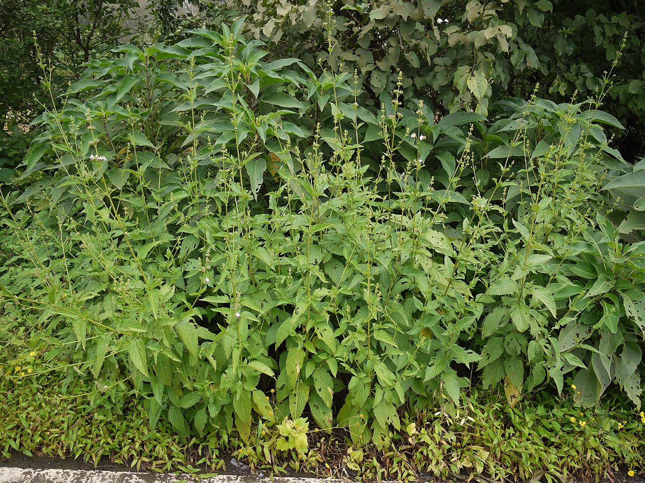 Anisomeles heyneana: Lamiaceae (mint family) » Anisomeles heyneana commonly known as : western hill catmint • Hindi : चंदर chandar • Marathi : चंदर chandar, गोपाळी gopali • Sanskrit