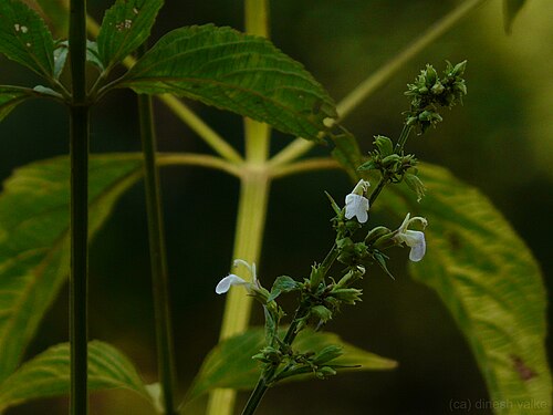 Anisomeles heyneana: Lamiaceae (mint family) » Anisomeles heyneana commonly known as : western hill catmint • Hindi : चंदर chandhara • Marathi : चंदर chandhara, गोपाळी gopali • Sans