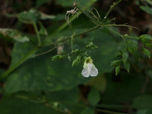 Anisomeles heyneana (Anisomeles heyneana)