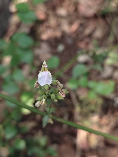 Anisomeles heyneana (Anisomeles heyneana)
