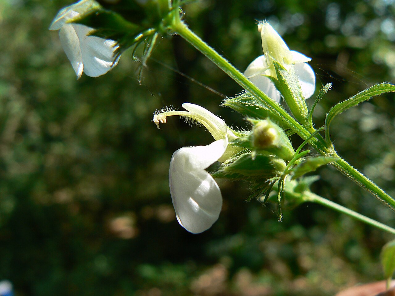 Anisomeles heyneana: Lamiaceae (mint family) » Anisomeles heyneana commonly known as : western hill catmint • Hindi : चंदर chandhara • Marathi : चंदर chandhara, गोपाळी gopali • Sans