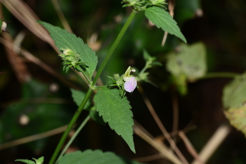 Anisomeles heyneana (Anisomeles heyneana)