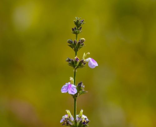 Anisomeles heyneana (Anisomeles heyneana)