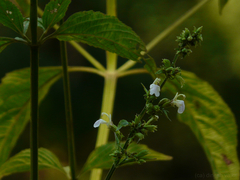 Anisomeles heyneana (Anisomeles heyneana)