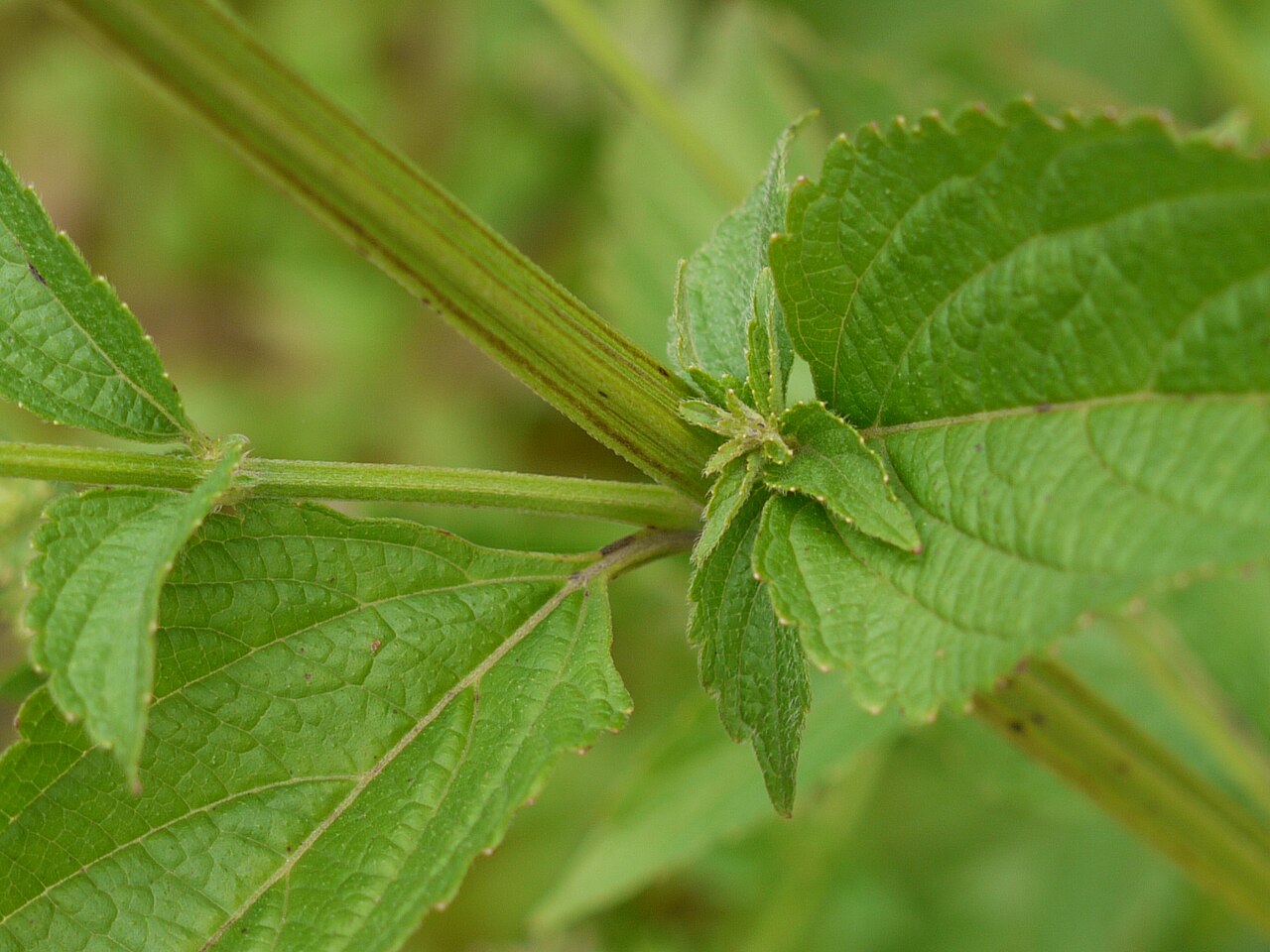 Anisomeles heyneana: Lamiaceae (mint family) » Anisomeles heyneana commonly known as : western hill catmint • Hindi : चंदर chandar • Marathi : चंदर chandar, गोपाळी gopali • Sanskrit