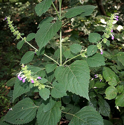 Indian catmint: MALABAR CATMINT, Indian Catmint, Chodhara, Gopali, KABLING-PARANG or Kala bhangra Anisomeles indica in Narsapur, Andhra Pradesh, India.