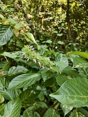 Indian catmint (Anisomeles indica)