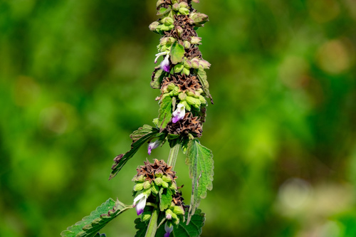 Indian catmint (Anisomeles indica)