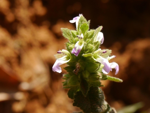 Indian catmint (Anisomeles indica)