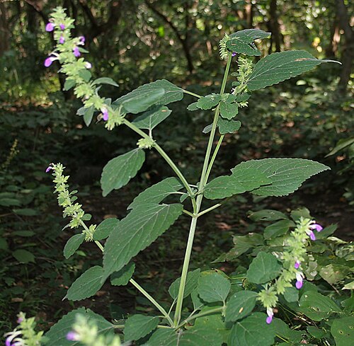 Indian catmint: MALABAR CATMINT, Indian Catmint, Chodhara, Gopali, KABLING-PARANG or Kala bhangra Anisomeles indica in Narsapur, Andhra Pradesh, India.