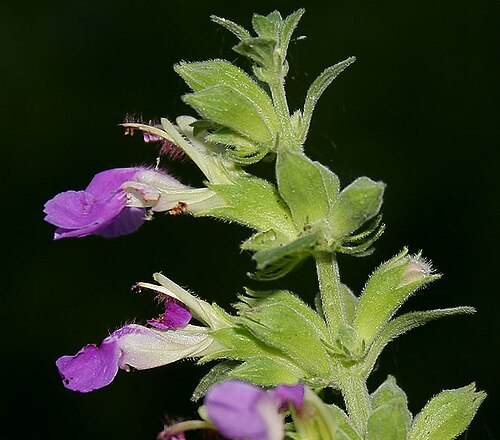Indian catmint: MALABAR CATMINT, Indian Catmint, Chodhara, Gopali, KABLING-PARANG or Kala bhangra Anisomeles indica in Narsapur, Andhra Pradesh, India.