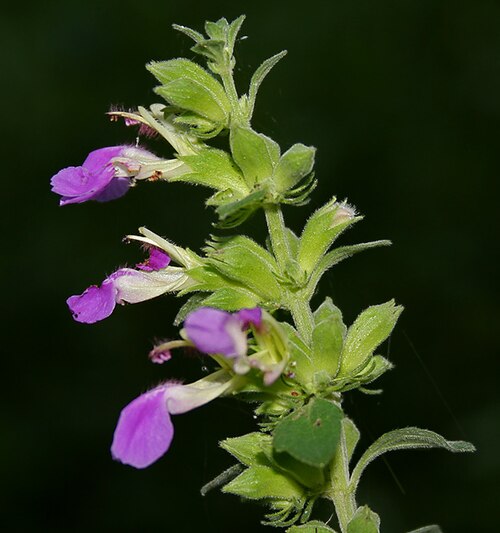 Indian catmint: MALABAR CATMINT, Indian Catmint, Chodhara, Gopali, KABLING-PARANG or Kala bhangra Anisomeles indica in Narsapur, Andhra Pradesh, India.