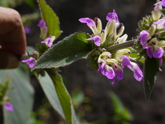 Indian catmint (Anisomeles indica)
