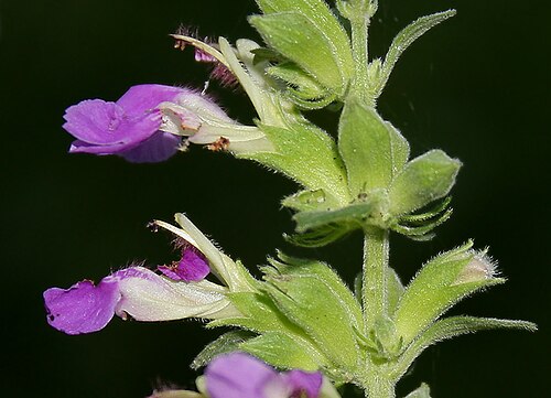 Indian catmint: MALABAR CATMINT, Indian Catmint, Chodhara, Gopali, KABLING-PARANG or Kala bhangra Anisomeles indica in Narsapur, Andhra Pradesh, India.