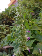Indian catmint (Anisomeles indica)