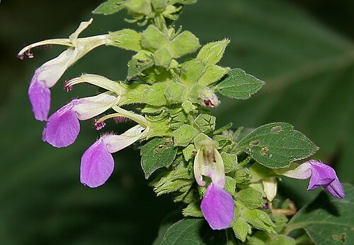 Indian catmint: MALABAR CATMINT, Indian Catmint, Chodhara, Gopali, KABLING-PARANG or Kala bhangra Anisomeles indica in Narsapur, Andhra Pradesh, India.