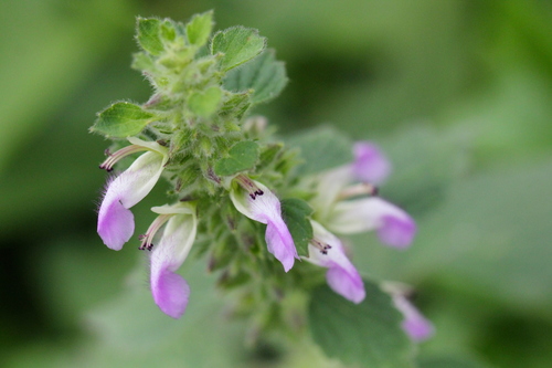 Indian catmint (Anisomeles indica)