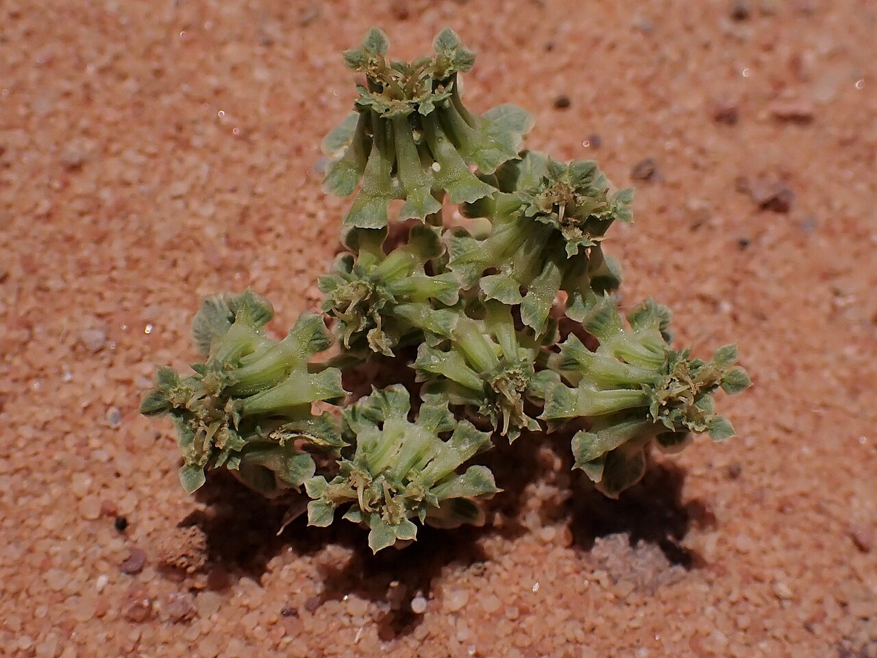 Anisosciadium isosciadium: Anisosciadium isosciadium in Wadi Rum in Jordan