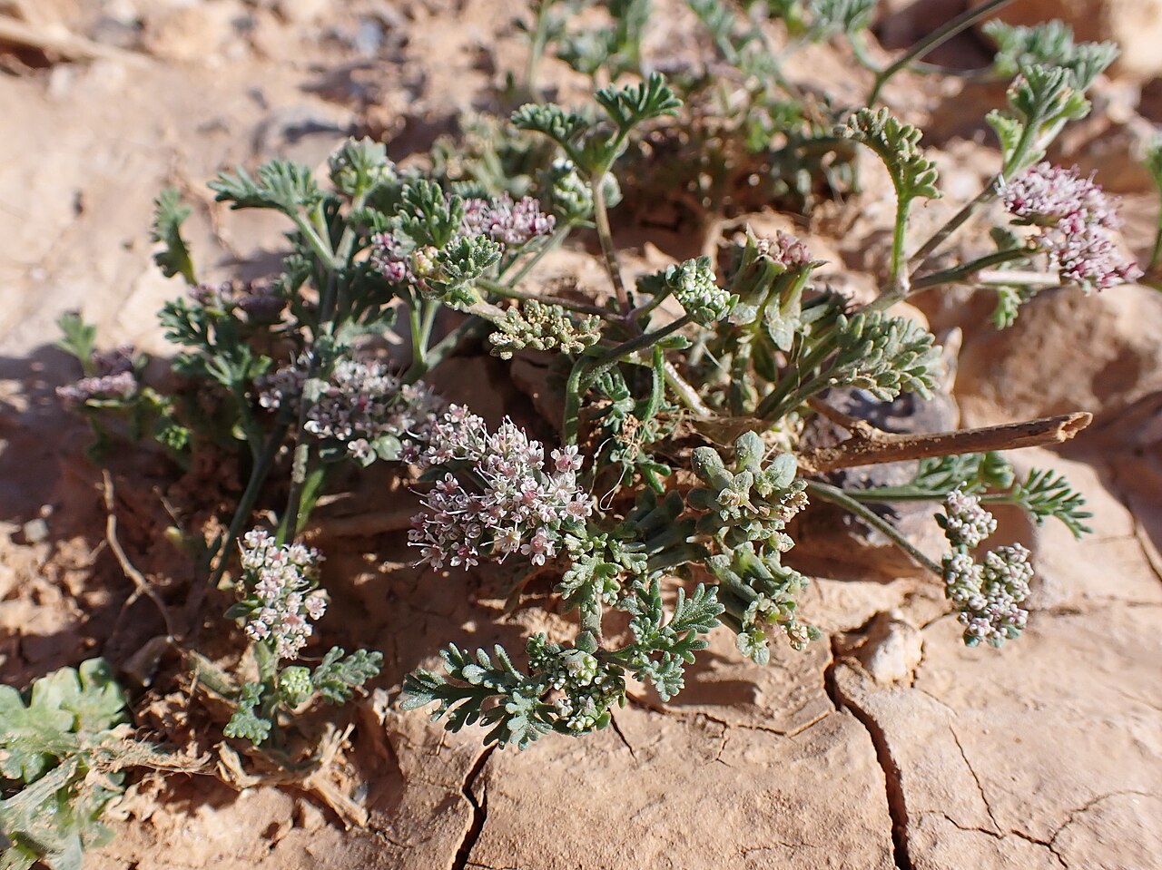Anisosciadium isosciadium: Anisosciadium isosciadium in Al Mahmadiya in Jordan