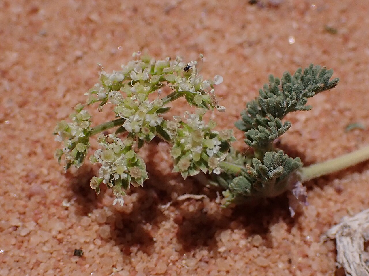 Anisosciadium isosciadium: Anisosciadium isosciadium in Wadi Rum in Jordan