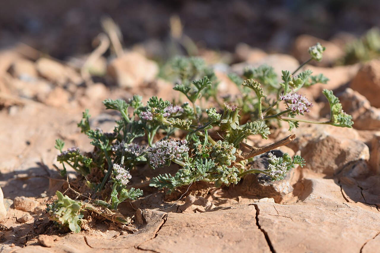 Anisosciadium isosciadium: Anisosciadium isosciadium in Al Mahmadiya in Jordan