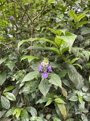 Anisosepalum humbertii (Anisosepalum humbertii)