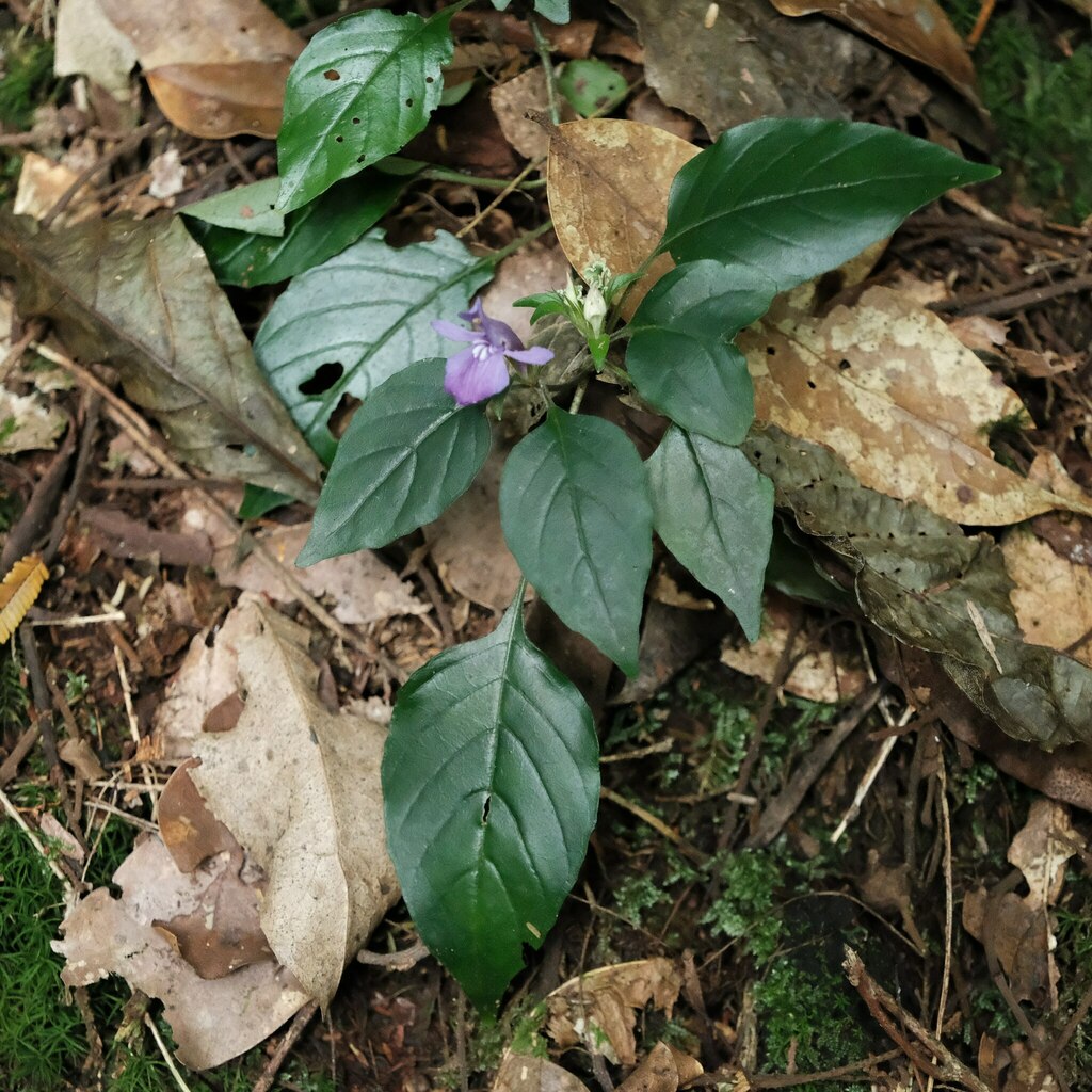 Anisosepalum humbertii (Anisosepalum humbertii)