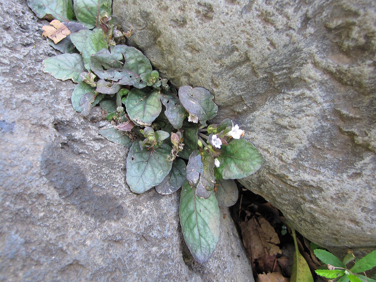 Anisostachya reptans: Hemigraphis reptans (Red flame) Flowering habit in rock crevices at Chings Pond Hana Hwy, Maui, Hawaii. July 02, 2009 #090702-2009 Image Use Policy