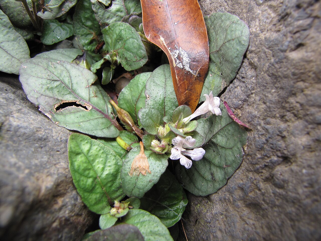 Anisostachya reptans: Hemigraphis reptans (Red flame) Flowering habit at Chings Pond Hana Hwy, Maui, Hawaii. June 18, 2009 #090618-1258 Image Use Policy