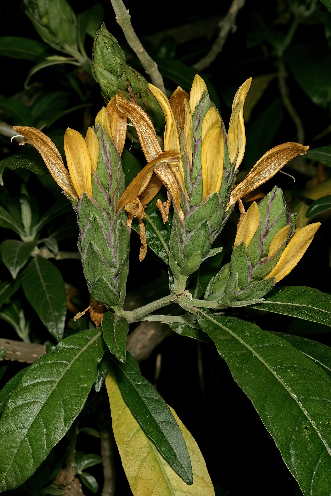Anisotes longistrobus: Metarungia longistrobus (= Anisotes longistrobus ), inflorescences; Manie van der Schijff Botanical Garden, University of Pretoria, Pretoria, Gauteng, South Afr