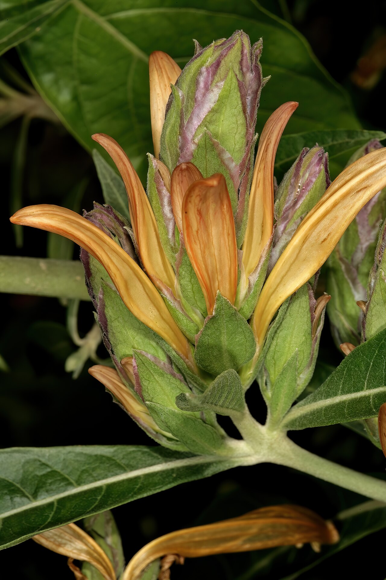 Anisotes longistrobus: Metarungia longistrobus (= Anisotes longistrobus ), inflorescences; Manie van der Schijff Botanical Garden, University of Pretoria, Pretoria, Gauteng, South Afr