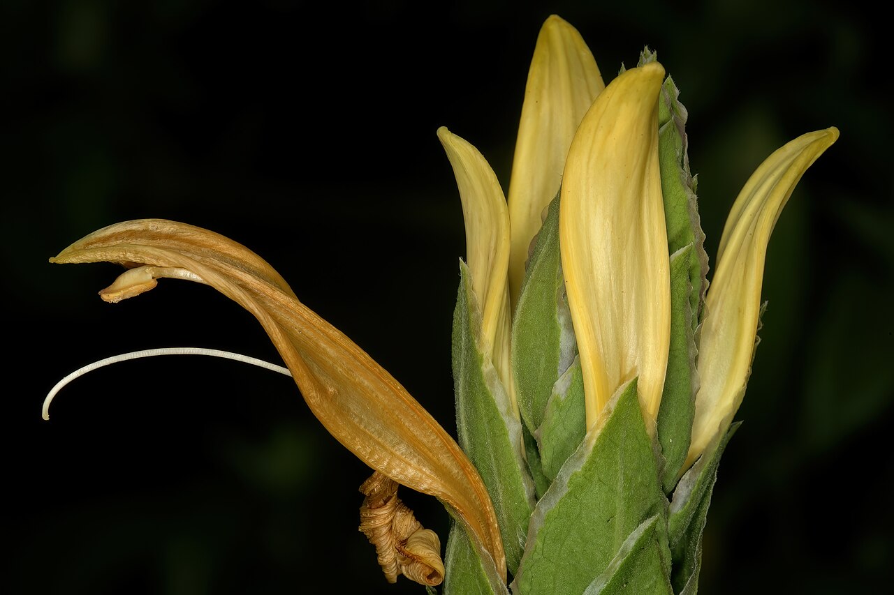 Anisotes longistrobus: Metarungia longistrobus (= Anisotes longistrobus ), distal part of inflorescence; Manie van der Schijff Botanical Garden, University of Pretoria, Pretoria, Gaut