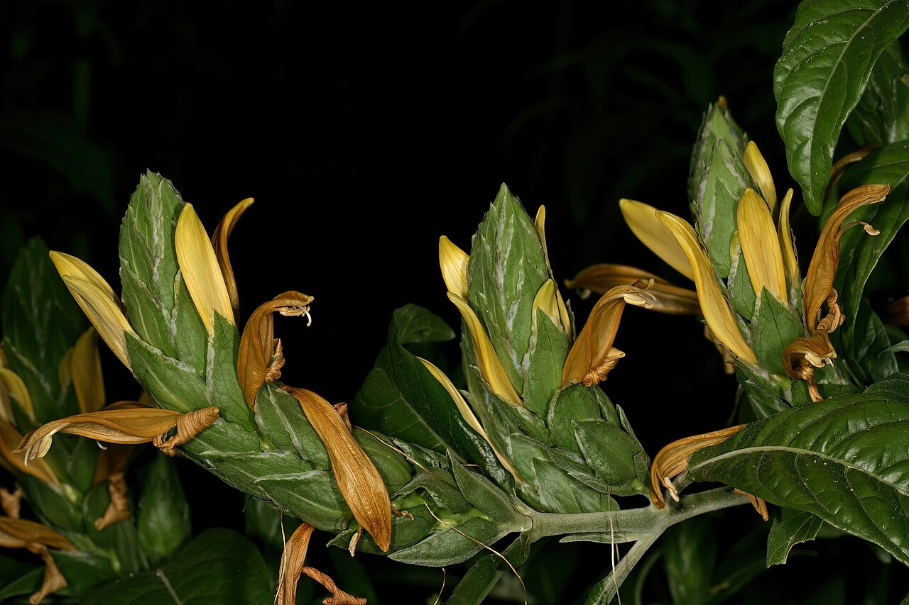 Anisotes longistrobus: Metarungia longistrobus (= Anisotes longistrobus ), inflorescences; garden in Pretoria, Gauteng, South Africa
