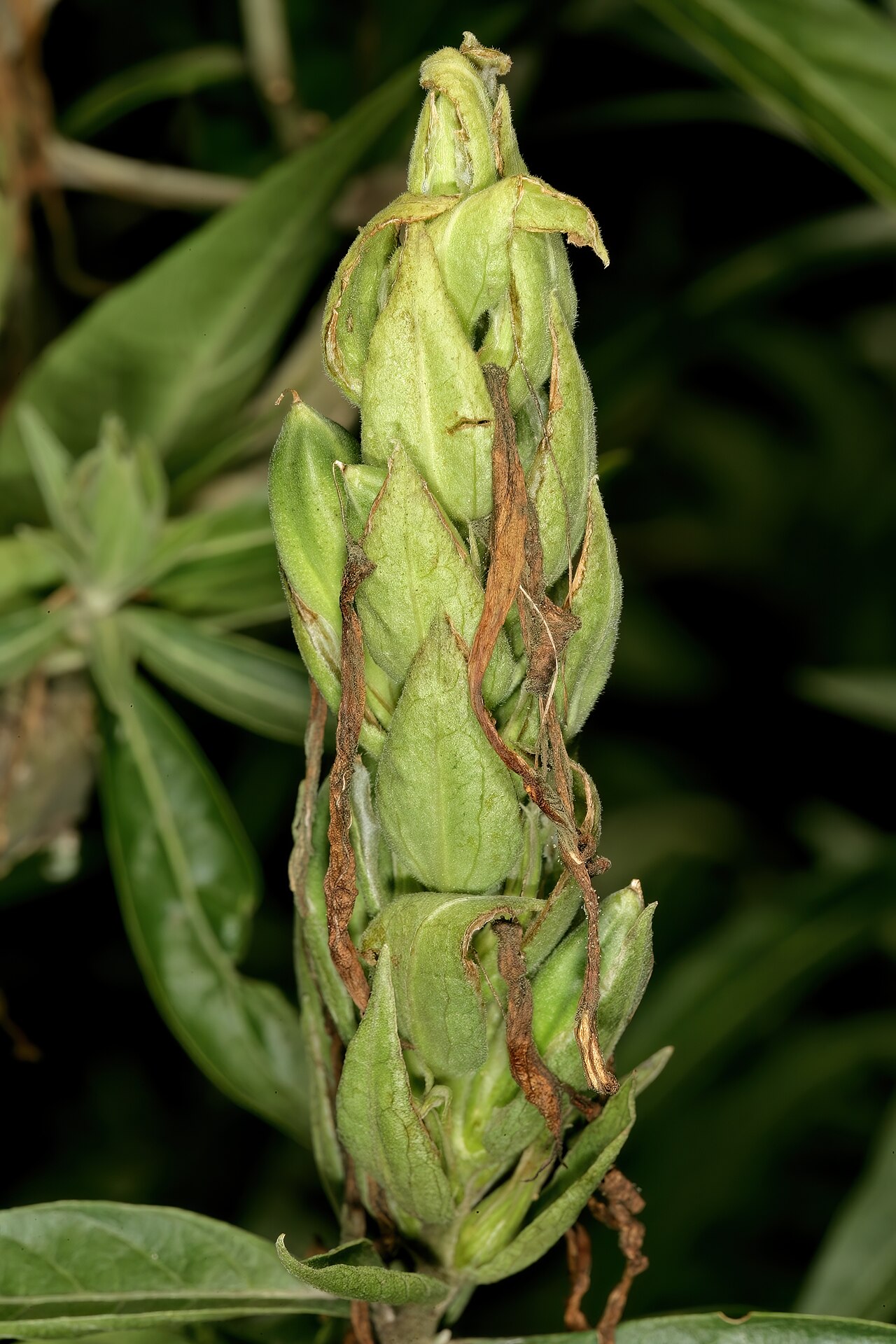 Anisotes longistrobus: Metarungia longistrobus (= Anisotes longistrobus ), inflorescence with developing fruit; Manie van der Schijff Botanical Garden, University of Pretoria, Pretori