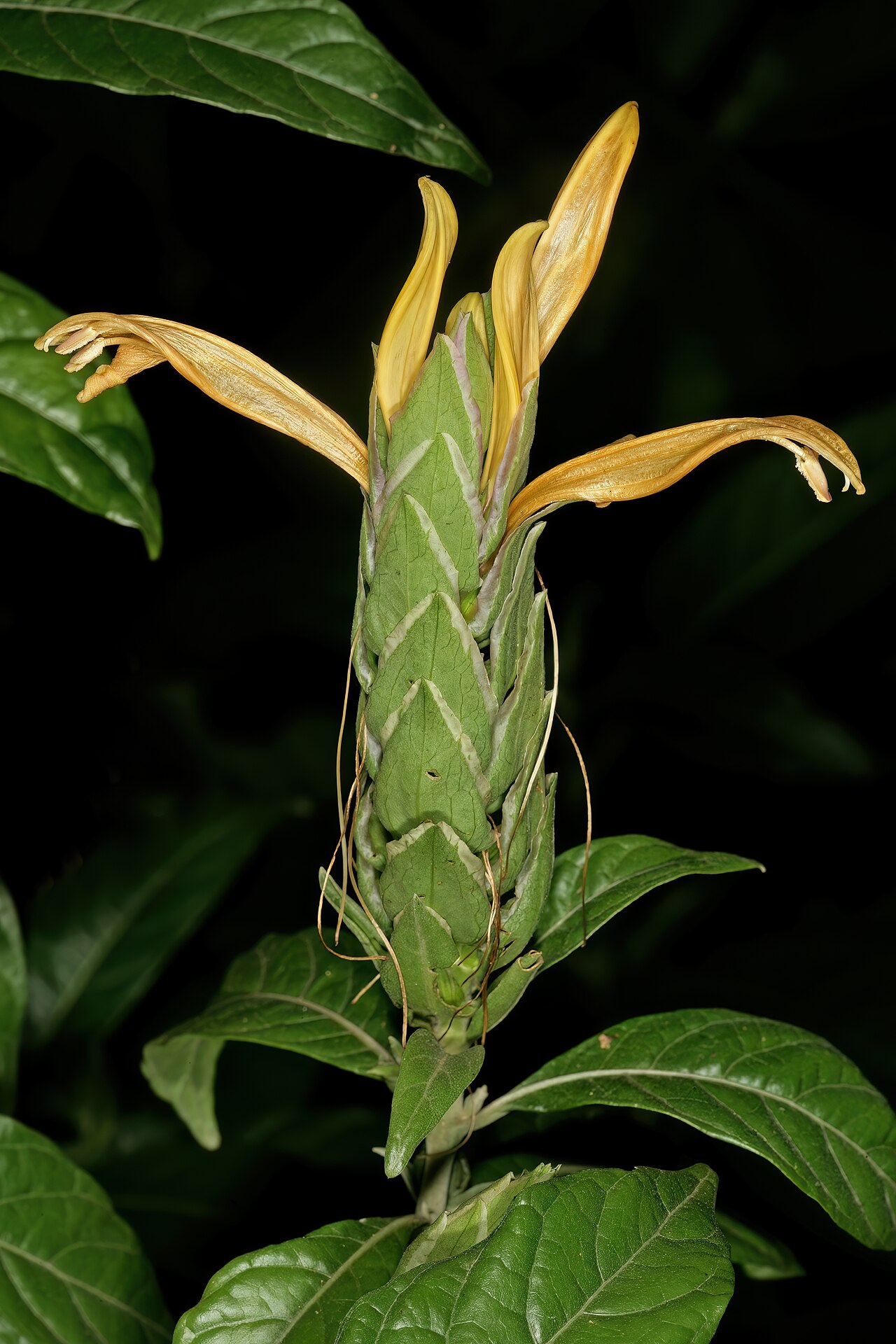 Anisotes longistrobus: Metarungia longistrobus (= Anisotes longistrobus ), inflorescence; Manie van der Schijff Botanical Garden, University of Pretoria, Pretoria, Gauteng, South Afri