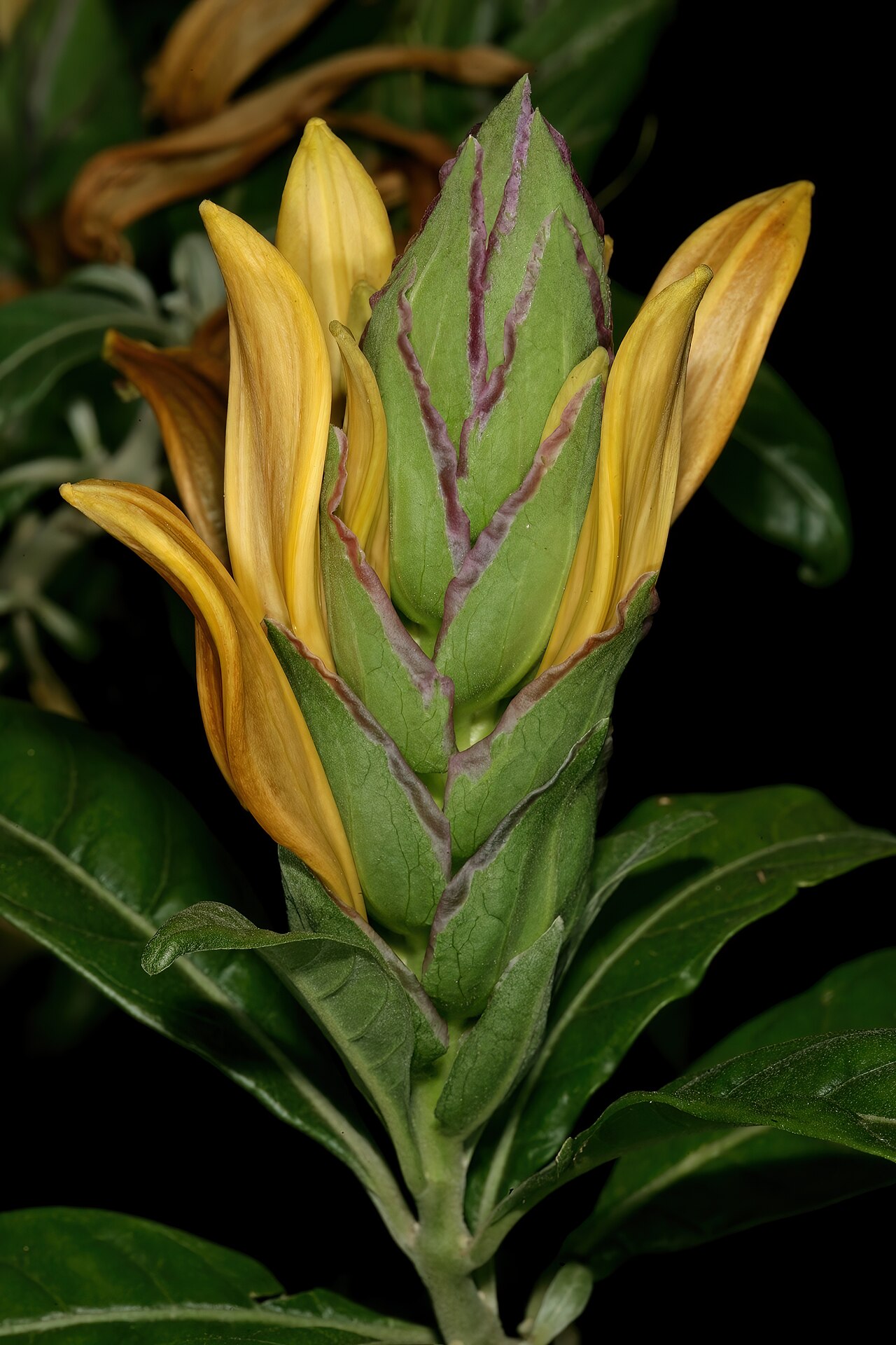 Anisotes longistrobus: Metarungia longistrobus (= Anisotes longistrobus ), inflorescence; Manie van der Schijff Botanical Garden, University of Pretoria, Pretoria, Gauteng, South Afri