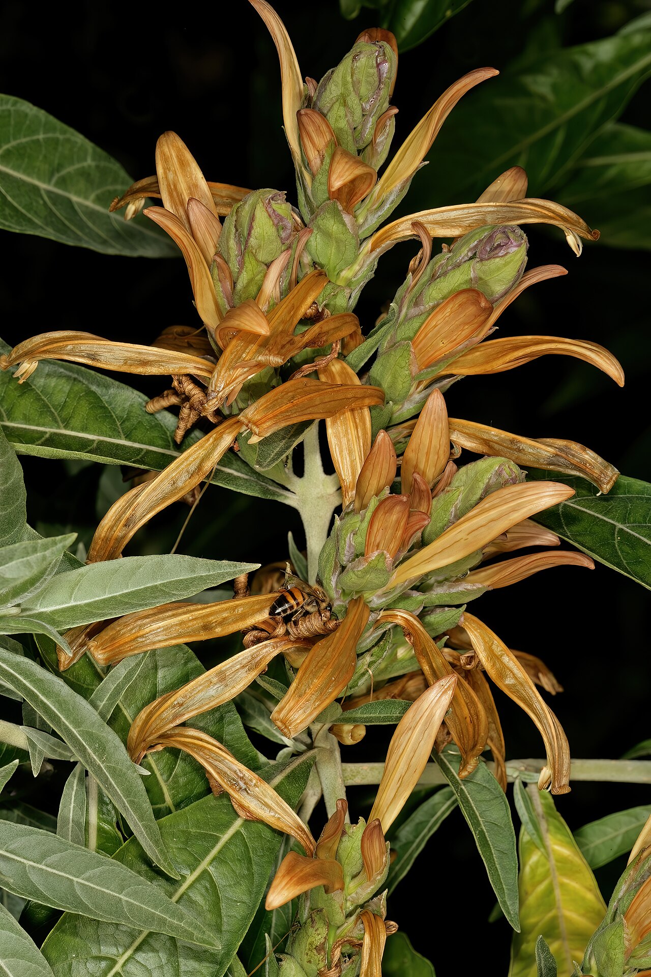 Anisotes longistrobus: Metarungia longistrobus (= Anisotes longistrobus ), inflorescences; Manie van der Schijff Botanical Garden, University of Pretoria, Pretoria, Gauteng, South Afr