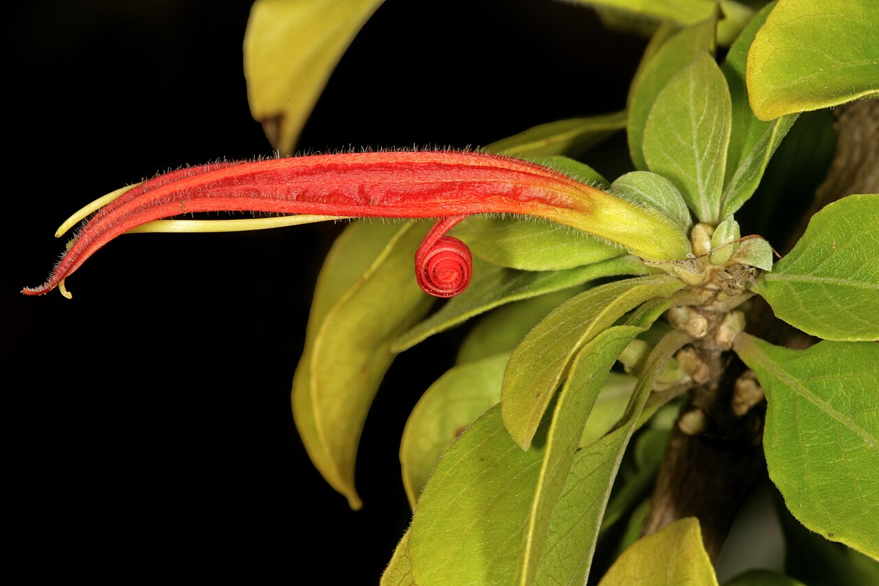 Anisotes rogersii: Anisotes rogersii , flower; Lowveld National Botanical Garden, Nelspruit, Mpumalanga, South Africa