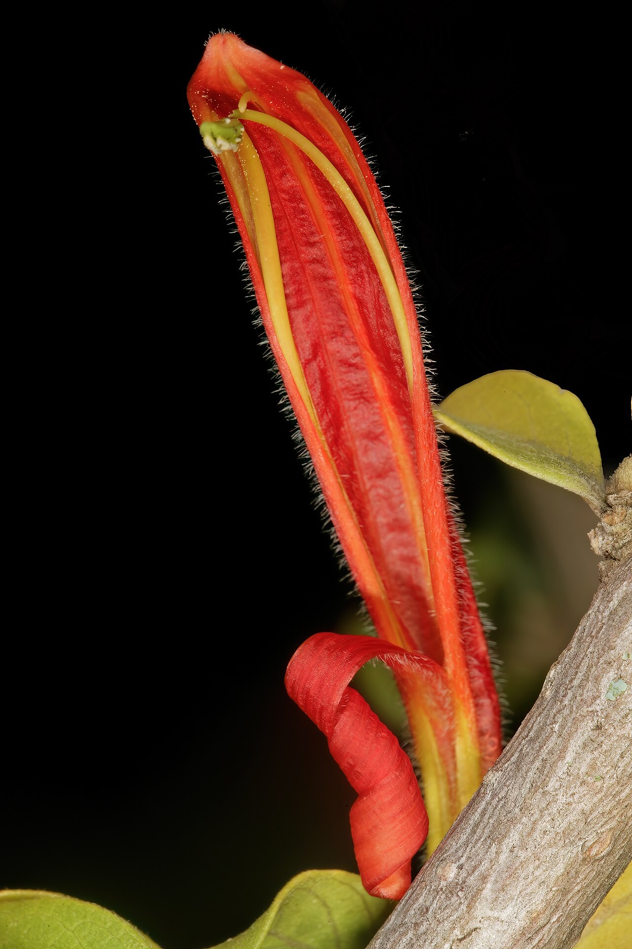 Anisotes rogersii: Anisotes rogersii , flower, viewed from below; Lowveld National Botanical Garden, Nelspruit, Mpumalanga, South Africa